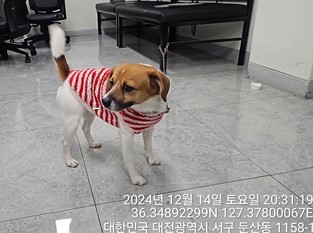 대전동물보호센터_430366202400845